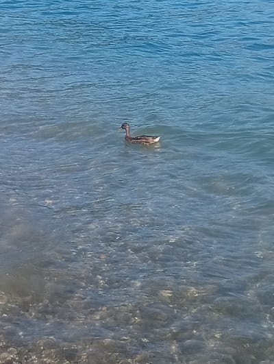 A single duck swims in the calm, blue water of a lake. The duck, with its brown and white plumage, is positioned in the center of the frame, facing to the left. The water is clear enough to see the rocky bottom beneath the surface. The scene appears to be a natural outdoor setting, possibly a lake or a wide river. The location is identified as Hergiswil (NW), Switzerland.