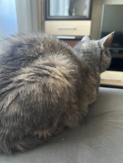The image shows the back of a gray tabby cat lying on a gray couch. The cat's fur is detailed, with lighter gray stripes against a darker gray background. Its ears are pointed and tipped with white, and a portion of its face is visible, looking towards the left of the frame. In the background, out of focus, there is a window with a view of some furniture, possibly a dresser or cabinet, and a television screen. The lighting suggests it is daytime, though no specific time can be determined. The setting appears to be indoors, likely a living room or bedroom, in Tolyatti, Russia. There are no people or any visible text in the image. The cat appears relaxed, resting on the soft surface of the couch.