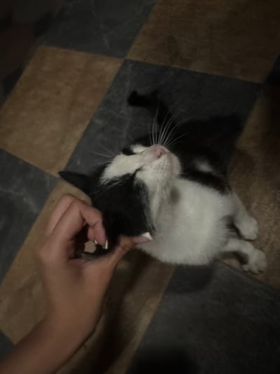 A black and white cat is being petted on a tiled floor. The cat is lying on its back with its paws in the air, and a hand with manicured nails is gently stroking its chest. The floor is composed of large square tiles in alternating shades of dark gray and beige, suggesting an indoor setting such as a home or a public building. The lighting is dim, possibly indicating nighttime or an indoor environment with limited light. The scene conveys a sense of calm and affection between the person and the cat. No text is visible in the image. The location context provided is Bohunove, Ukraine, which offers no specific visual cues within the image itself.