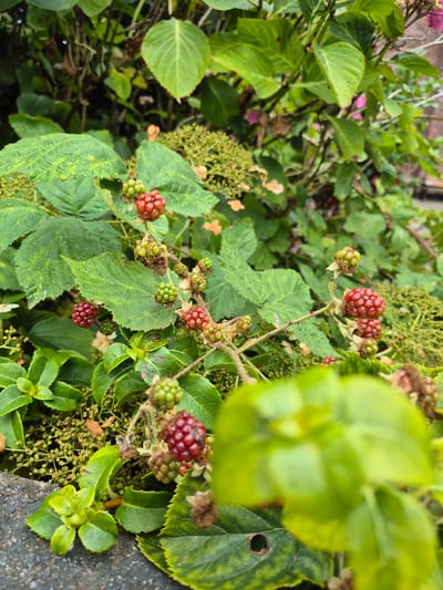 The image shows a close-up of a blackberry bush with ripe and unripe berries, as well as green leaves. The berries are a mix of green, red, and dark purple. Some of the leaves are also tinged with red. In the background, there are more green leaves and some pink flowers. The bush appears to be growing outdoors, possibly in a garden or park. The image is taken from a low angle, looking up at the bush. The lighting is natural and appears to be overcast. There is a stone wall in the lower left corner of the image. The specific location of this image within Carrick-On-Shannon, Ireland, cannot be determined from the visual information alone.