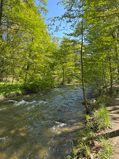 The image depicts a water stream flowing through a forest area. The trees along the bank have green leaves. A single branch extends across the water. The sky is blue in some areas visible through the trees. The location in the city of Parvenets, Bulgaria, is unknown.