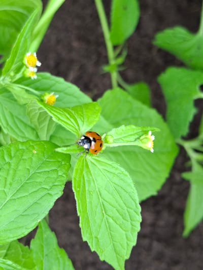 This is a close-up, high-angle, eye-level shot of a ladybug on a green plant in a garden. The ladybug is bright orange with black spots and is facing towards the left. It is positioned on a leaf, near a small white flower with a yellow center. The plant has vibrant green leaves with visible veins and serrated edges. There are more small white flowers and buds scattered throughout the image. The background is dark, blurred soil, suggesting an outdoor, natural setting. The lighting appears to be natural daylight, likely soft and diffused as there are no harsh shadows. The image evokes a sense of nature and small-scale wildlife observation. There is no visible text. The location context indicates it was taken in Dubrovensky Rural Council, Belarus.