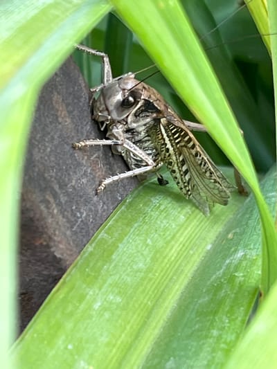 A close-up, eye-level shot features a large insect, possibly a grasshopper or cricket, clinging to a dark, textured surface. The insect is light brown and tan with intricate black markings on its wings and body. Its long legs are visible, with one pair extended forward and another gripping the surface. The insect's head is turned to the left, and its compound eyes are clearly visible. Lush green leaves with distinct parallel veins frame the subject, creating a natural, outdoor environment. The background is softly blurred, highlighting the insect and surrounding foliage. The image appears to be taken in Krasnyye Barrikady, Russia, a location known for its natural beauty.