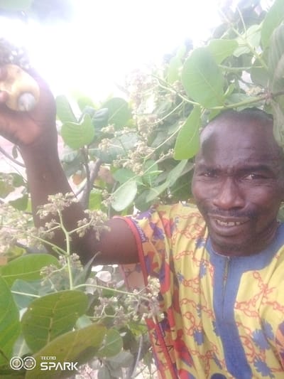 A man stands among cashew trees, holding a cashew apple with the nut attached in his left hand. He's wearing a bright yellow shirt with blue trim. Cashew tree leaves and blossoms surround him. The background is slightly blurred due to the camera focus on the man and the immediate foliage. A "Tecno Spark" watermark is visible in the lower-left corner.