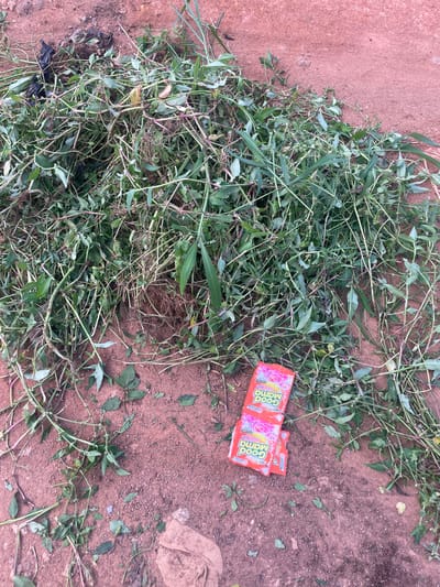 The image shows a pile of uprooted weeds and vegetation lying on reddish-brown dirt. The vegetation is predominantly green with some stems showing a reddish-purple hue. Among the weeds, two small orange packets are visible. The text on these packets reads "Good Mama" in white lettering, and below that, "Floral Bliss" and "NEW". One packet appears to be partially covered by the other.
The scene suggests an outdoor location, likely a yard or an unpaved area. The ground is composed of loose dirt and small stones, characteristic of a dry or arid environment. The lighting suggests it is daytime, with no indication of specific weather conditions. The composition of the image is from a top-down perspective, focusing on the ground and the debris. There are no people or animals visible in the image. The overall impression is one of tidying up or clearing an area. The presence of the "Good Mama" packets might indicate they were discarded among the weeds or were perhaps part of the debris being cleared. The context of Udu, Nigeria, suggests this scene is likely in a tropical or sub-tropical region.