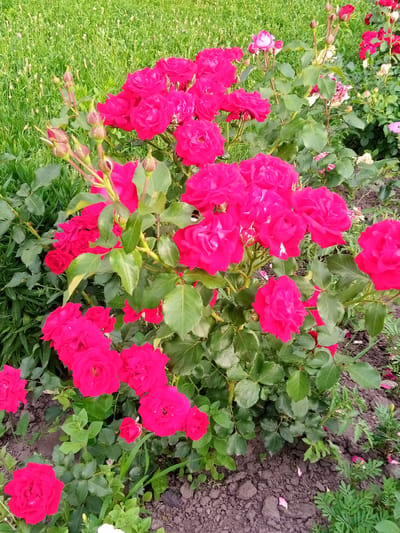 A vibrant bush of bright pink roses is the primary subject of this outdoor scene. The roses are in various stages of bloom, with some fully opened and others still as buds. The bush is lush with green leaves and is situated in a garden setting, with dark brown soil visible at the base and a backdrop of green grass. Other rose bushes, some with lighter pink and white flowers, are partially visible in the background, suggesting a rose garden or a park. A few fallen rose petals are scattered on the soil. The image appears to have been taken during the day, under natural light. There is no visible text in the image. The location is identified as Luka, Ukraine.