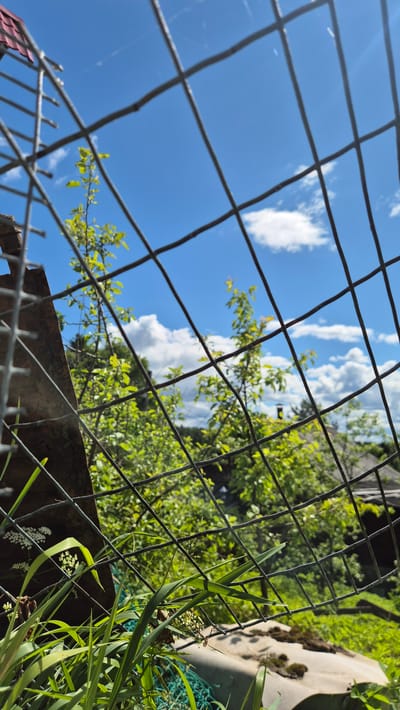 The image shows a close-up view of a wire mesh fence, with lush green foliage and a bright blue sky with white clouds visible through the openings. In the foreground, tall green grass and some small white flowers are in focus, partially obscuring the fence. Beyond the fence, several trees with vibrant green leaves are seen, suggesting a natural or semi-rural setting. The sky is clear and sunny. The location in Mashezero, Russia is not discernible from the visual information provided in the image.