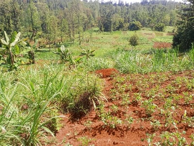 The image displays an agricultural landscape in Kiangochi, Kenya, under natural daylight. In the foreground, reddish-brown soil supports rows of young, small green plants, likely recent plantings. To the left, several banana plants with broad green leaves are visible, alongside patches of tall green grass and a mound of excavated reddish-brown earth. The midground reveals a series of cultivated plots with varying stages of plant growth, including organized beds of low-lying green crops and areas of taller vegetation. Sparse, slender trees are scattered throughout these fields. The background is dominated by a dense, lush green forest covering a hillside under a bright sky. No individuals, animals, or artificial structures are present.