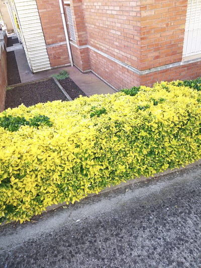 In the city of Castellfollit de la Roca, Spain, a section of a brick building with a white-trimmed window and a white-barred grate is visible. Adjacent to the building, a dense hedge with variegated yellow and green leaves runs horizontally across the frame. The hedge is situated between a patch of dark soil with small green plants and a concrete pathway. The pathway, which appears worn and slightly stained, occupies the lower portion of the image.