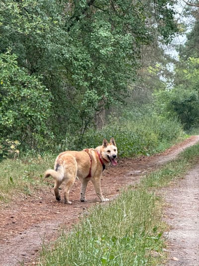 A tan-colored dog with erect ears and a red harness is standing on a dirt path in a forest. The dog is looking towards the camera with its tongue sticking out. The path is lined with grass and trees. The background consists of dense green foliage and tall trees. The lighting suggests an overcast day. The location is a forest trail in Kamyanyets, Belarus.
