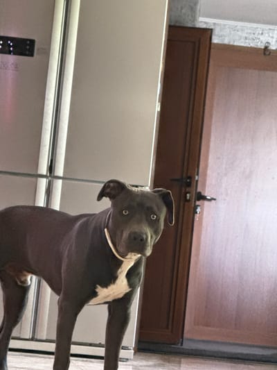 A grey pit bull stands facing the camera, its body mostly visible. The dog has a white patch on its chest and wears a light-colored collar. Behind the dog, a stainless steel refrigerator is on the left side of the frame, and a dark wooden door with two door handles is on the right. The floor appears to be tiled. The scene is indoors, likely in a home. The location is Zornitsa, Bulgaria.