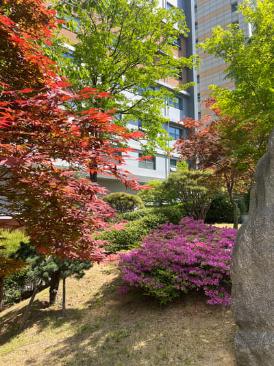 The image depicts a garden scene in Daegu, South Korea, with a focus on the diverse foliage. A tall building with a modern facade is partially visible in the background, providing an urban context. In the foreground, vibrant red and green trees create a colorful contrast. A bush with bright purple flowers stands out against the greenery and a large rock. The ground is covered with grass. The lighting suggests it is daytime.
