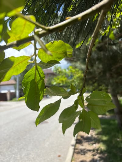 A close-up, low-angle shot captures a tree branch with green leaves, backlit by sunlight. The leaves are in focus and show intricate vein patterns and some minor imperfections, possibly from insects. Behind the leaves, the background is blurred, revealing a residential street with houses and a sidewalk. The scene appears to be in a suburban or semi-rural setting, likely Krasnaya Polyana, Russia, given the context. There are no people visible in the image.