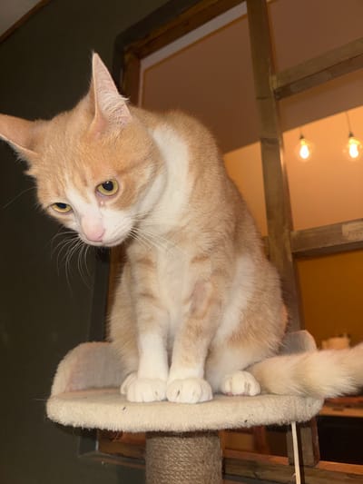 A light orange and white cat is perched atop a carpeted cat tree. The cat is oriented upside-down in the frame, with its head near the bottom left and its tail extending towards the upper right. The cat's paws are gripping the side of the carpeted platform. The background includes a ceiling with exposed wooden beams and light bulbs. There are no people visible in the image. The location is unspecified in the image and cannot be inferred to be Wattrelos, France.
