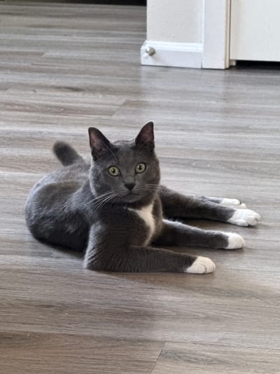 A medium shot captures a grey and white cat from a high angle, lying on its back on a light-colored, wood-planked floor. The cat is in a playful or relaxed pose, with all four paws extended upwards. Its fur is predominantly dark grey, with a distinct white patch on its chest and white socks on its paws. The cat has bright green eyes, a pointed nose, and prominent white whiskers. Its ears are perked, suggesting alertness. The background is the wooden floor, showing a natural wood grain pattern. To the left of the frame, a portion of a white, cabinet-like object is visible, possibly part of furniture or a counter. The lighting appears to be natural, suggesting it might be daytime. The overall impression is a casual, indoor setting, with the cat being the sole subject, engaged in a moment of leisure or play. There is no visible text in the image.
