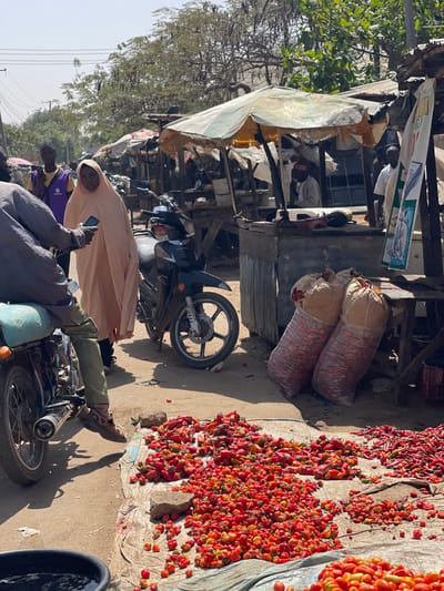 This image captures a bustling open-air market scene in Zaria, Nigeria, under bright daylight. In the immediate foreground on the left, the back of a man is visible, seated on a turquoise-seated motorcycle, holding a mobile phone. Adjacent to him, a woman in a light peach-colored hijab and dress walks towards the left, holding a mobile phone in her left hand and looking towards the camera.
The ground in the mid-ground is covered with large, irregular piles of various red and orange peppers, including bell-shaped and smaller, pointed varieties, displayed on a grey tarp. To the right of these peppers, two large, bulging translucent sacks, filled with reddish produce, possibly onions or peppers, lean against a market stall.
The market stalls are constructed from wood and corrugated metal, featuring assorted overhead canopies. A prominent, tattered white and yellow striped umbrella provides shade over one stall. Beneath this umbrella, a man in a white cap and light-colored attire is seated at a counter. A dark blue motorcycle is parked between the walking woman and the stalls. Other individuals are present in the background: a man in a purple and yellow top stands to the left of the walking woman, and another man in a white shirt is partially visible behind a white and green banner on the far right. Trees with sparse foliage line the distant background under a clear sky. A black bucket containing liquid is partially visible in the lower-left corner.