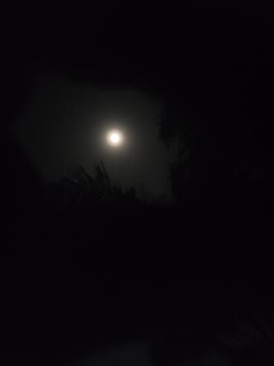 The image is a dark, low-light shot of the moon viewed through branches. The moon is a small, bright circle positioned slightly left of center in the image. Silhouetted branches are visible in the foreground. The environment is dark, obscuring details in the surrounding area. Location and actions are indiscernible.