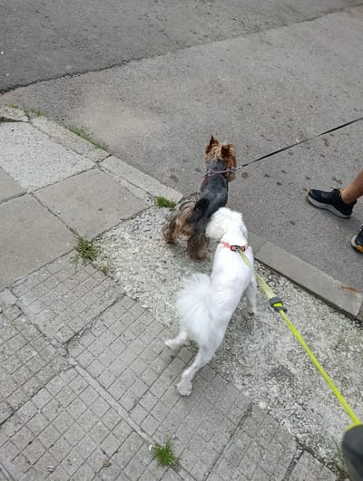 This image shows two dogs on leashes being walked on a sidewalk in Razgrad, Bulgaria. The dog on the left is a Yorkshire Terrier with gray and brown fur, wearing a red collar. The dog on the right is a white dog, possibly a Maltese, wearing a pink harness. A person's legs are visible on the right side of the image, wearing black athletic shoes. The ground is a combination of gray pavement and concrete tiles. The environment appears to be an urban setting, with a street visible in the background. The lighting suggests it is daytime.