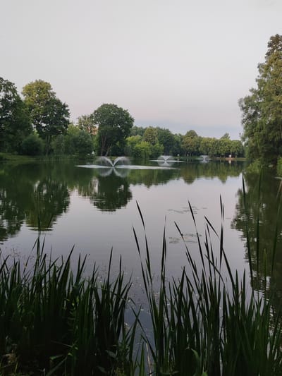This is a landscape photograph taken in the city of Chekhov, Russia. The image depicts a serene lake surrounded by lush green trees. In the foreground, tall reeds grow along the bank of the lake, their dark green stalks creating a natural frame for the scene. The calm water of the lake reflects the trees and the overcast sky, creating a mirror-like effect. Several fountains are visible in the middle ground of the lake, emitting white sprays of water that break the otherwise still surface. In the far background, more trees line the opposite shore, and a few indistinct figures can be seen walking along a path. The overall atmosphere of the image is peaceful and tranquil.