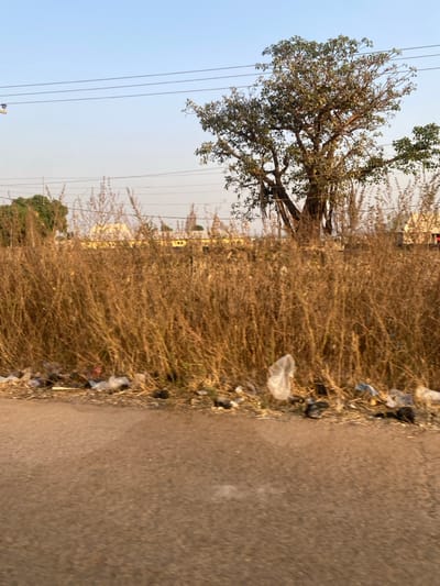 A large tree stands next to a field of dry, brown vegetation bordering a paved road. Debris and trash are scattered along the edge of the road and among the vegetation. Power lines traverse the scene against a pale sky. Another tree is visible near the bottom of the frame on the left side.