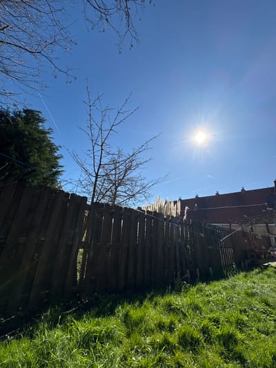 The scene depicts an outdoor residential area in Eeklo, Belgium, under a clear, vivid blue sky with high sun exposure. The sun, prominently positioned in the upper right, casts intense light and a starburst effect. Two faint white contrails are visible in the upper sky. The foreground features an expanse of vibrant green grass, heavily illuminated by direct sunlight, which creates distinct shadows. A weathered, dark brown wooden fence, constructed from vertical panels, runs diagonally across the midground from the lower left to the middle right, with some panels appearing slightly askew. Behind the fence, to the left, dense evergreen foliage is visible. Several leafless deciduous trees with intricate branch structures stand against the sky in the midground. To the right of the bare trees, behind the fence, tall, light-colored plumes of ornamental grass (consistent with pampas grass) are brightly lit by the sun. In the background, a series of residential buildings with terracotta-tiled roofs and chimneys are visible. A clothes drying rack is partially discernible near the rightmost background structure. No individuals or animals are present.
