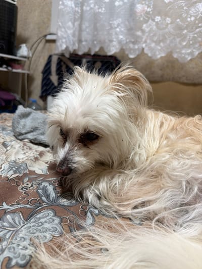 A small, fluffy white dog with light brown ears and a dark nose rests on a patterned bedspread. The dog is lying down, facing left, with its eyes partially closed. The bedspread has a brown background with a floral or paisley pattern in shades of gray and white. In the background, a white lace curtain hangs, and other household items are visible. There is no information available to determine the location within the city of Timashevsk, Russia.