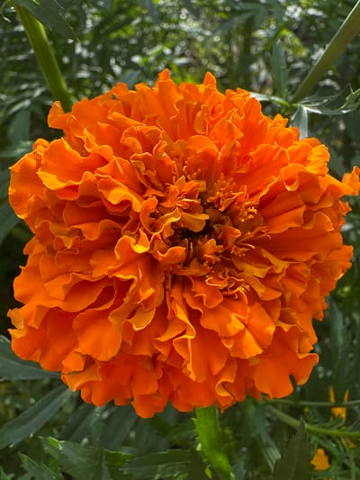 A close-up, overhead shot captures a vibrant orange marigold flower in full bloom. The flower's petals are densely packed and ruffled, creating a textured, almost spherical shape. The background consists of blurred green foliage, suggesting an outdoor garden setting. The image was taken in Tilteliai, Lithuania.