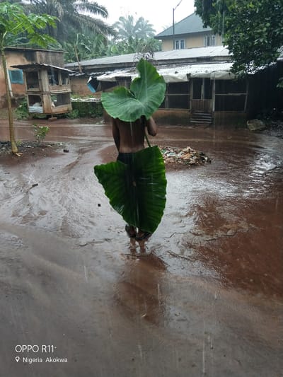 The image depicts a person standing in a muddy, flooded area under heavy rainfall. The individual is using two large, green taro leaves as a makeshift umbrella to shield themselves from the rain. They are wearing dark shorts and sandals. In the background, there are several simple, open-sided structures, possibly sheds or animal enclosures, made of wood and corrugated metal. One structure has what appears to be a chicken coop with birds inside. Further back, a multi-story building with a green roof and windows is visible. A pile of garbage is situated in the mid-ground. The ground is saturated with water, creating reflections and visible streams of water flowing across the muddy surface. The scene is set in Akokwa, Nigeria, as indicated by the embedded text in the lower left corner of the image. The overall atmosphere is one of a harsh, wet environment.
