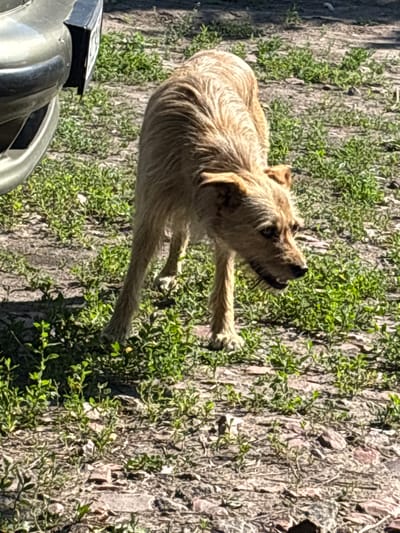 A tan dog stands on a patch of dry earth with sparse green vegetation, near the rear bumper of a silver vehicle. The dog is facing to the right, with its head lowered and mouth slightly open. The ground is a mixture of dirt, stones, and dry leaves, with some small green plants scattered throughout. The lighting suggests it is daytime, possibly with direct sunlight causing shadows. The image appears to be taken outdoors, likely in a rural or suburban setting.