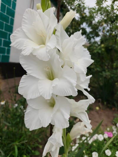 A close-up, eye-level, outdoor shot captures a stalk of white gladiolus flowers. The flowers are large and ruffled, with their petals unfurling upwards. The stamens and pistils are visible in the center of the opened blossoms. The stalk is slightly angled and leans to the right. In the background, a section of a teal-colored brick wall is visible on the left, contrasting with the white flowers. Further back, out-of-focus greenery and trees suggest a garden or yard setting. The ground appears to be dirt with some green foliage and smaller white and pink flowers in the lower right corner. The image appears to be taken in Poltavka, Ukraine, though no people are present in the scene.