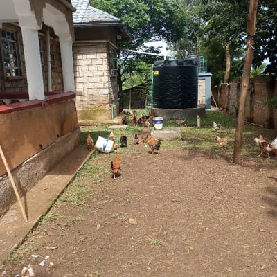 The scene depicts an outdoor residential or farmyard environment within Mahiakalo ward, Kenya, under natural light conditions. In the left foreground, the corner of a light-colored building with a veranda supported by white pillars is visible. A concrete path runs alongside this building, which features a light brown foundation and windows with white frames. A slender wooden pole leans against the building.
The central and right portions of the image feature an open area with a mix of sparse green grass and exposed brown earth. Numerous chickens, approximately 20-30 individuals of varying sizes and feather patterns (including brown, black, white, and mottled), are scattered across this area, seemingly foraging. A white plastic bucket lies on its side on the ground near the building.
In the mid-ground, a large, black, cylindrical water storage tank with a textured surface is prominently positioned on a raised concrete base. A pipe extends towards it from a nearby, partially visible building constructed from light-colored stone blocks. A tall, untreated wooden pole stands vertically in the right mid-ground. The background is dominated by lush green trees and a low stone wall or fence, indicating an established outdoor setting. No human subjects are visible.