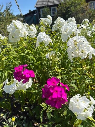 In Yalguba, Russia, a close-up shot captures a vibrant garden blooming with white and pink phlox flowers under a clear blue sky. The lush green foliage forms a rich backdrop for the blossoms. In the distance, a rustic wooden house with a gray roof and white-framed windows is partially visible, suggesting a rural or suburban setting. The sunlight illuminates the scene, casting subtle shadows and highlighting the textures of the flowers and leaves. There are no people or animals present in the image.