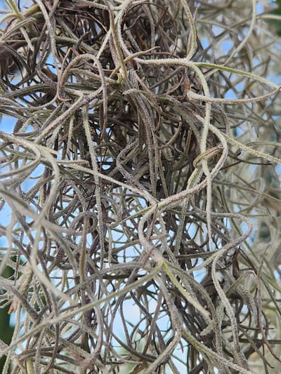 A close-up, macro photograph captures a dense clump of Spanish moss hanging against a backdrop of bright blue sky. The moss is composed of numerous thin, wiry tendrils, which are intertwined and hang vertically. The tendrils vary in color, with some appearing a pale, grayish-green, while others are a darker, almost brown hue. Many of the tendrils are covered in fine, white, fuzzy hairs, giving them a frosted appearance. The focus is on the texture and intricate structure of the moss, with the background sky providing a soft, out-of-focus contrast. The scene appears to be an outdoor environment, likely in a warm climate where Spanish moss thrives.