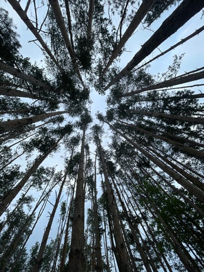 This is a low-angle, wide-shot photograph taken from within a pine forest. The perspective is looking directly upwards towards the sky, emphasizing the height and density of the pine trees. The trunks of numerous tall, slender pine trees dominate the frame, converging towards the center of the image, which is a patch of overcast sky. The branches and dark green needles of the trees create a textured canopy against the pale blue-grey sky. The scene is devoid of any human presence or man-made objects. The environment appears to be natural and wild. The image was taken in the village of Podshivalovo, Russia.