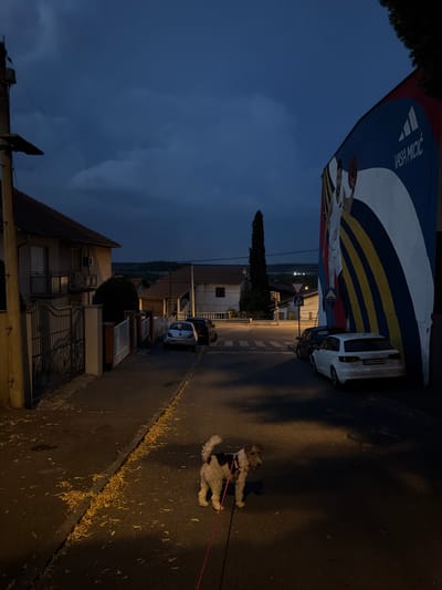 A wire fox terrier on a leash is standing on a street at dusk in Palilula Urban Municipality, Serbia. The dog is facing left, with its tail curled up and a pink leash extending to the lower right of the frame. The street is paved and has fallen leaves on the ground. On the left side of the street, there are houses with fences and a street light. On the right side of the street, there is a large mural painted on the side of a building depicting a basketball player and the text "VASA MICIC". There are cars parked along the street and a crosswalk. The sky is dark blue with some clouds.
