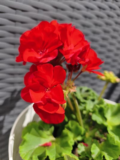 A close-up, high-angle shot focuses on a cluster of vibrant red geranium flowers in a white planter. The planter sits on a dark gray, textured surface, possibly an outdoor table or patio furniture. The background is out of focus, revealing the repeating pattern of the textured surface. The lighting suggests a sunny day, casting soft shadows on the background. The image was taken at an outdoor location in Kerpen, Germany.