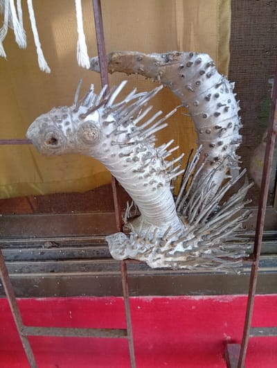The image shows a close-up of a unique, spiky plant specimen, possibly a dried root or stem, positioned in front of a window with a yellow screen and a mesh screen. The plant has a curved, serpentine shape and is covered in numerous small, sharp protrusions. It is supported by dark metal bars, part of what appears to be a window grille or fence, in front of a red surface. White ropes are visible hanging from the top of the frame. The scene is likely outdoors, given the presence of natural light and the screens, and could be a decorative display in a residential or commercial setting in Baan Lamai, Thailand.
