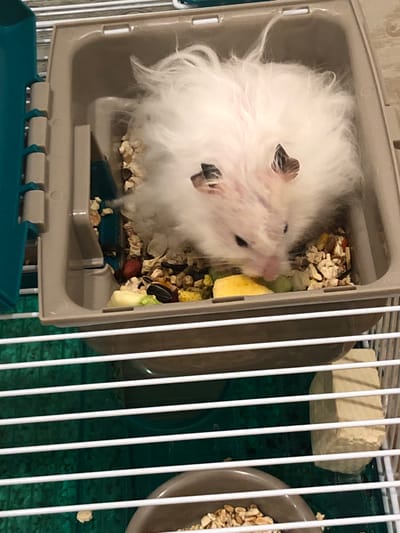 A fluffy white hamster with dark ears is eating from a food bowl inside a cage. The cage is made of white plastic bars. The hamster is in a brown plastic enclosure within the cage. There is food scattered around the hamster, including what appears to be seeds and a piece of yellow food. The hamster's fur is very long and appears fluffy. The background of the cage is a green plastic base. There are no discernable geographical markers to indicate the location in Solikamsk, Russia.
