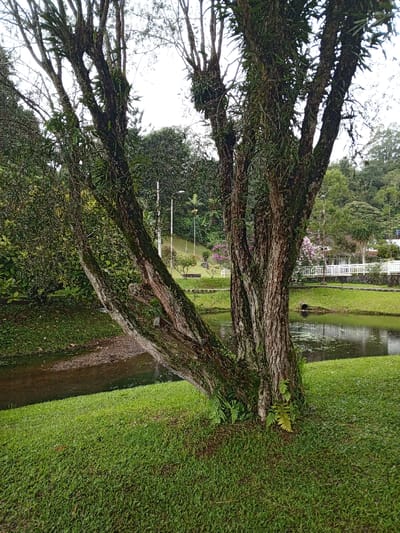 This image captures a serene, lush green landscape, likely a park or garden in Khe Sanh Commune, Vietnam. In the foreground, a large, multi-trunked tree dominates the right side of the frame, its textured bark heavily adorned with green epiphytes such as ferns and mosses. Its branches reach upwards, some bare and others sparsely covered with leaves, against a bright, overcast sky.
To the left of the tree, a narrow, shallow stream flows, transitioning into a wider, calmer pond further to the right. The water's surface reflects the muted light and shows some floating greenery. A dark pipe or culvert is visible on the far right edge of the pond. Manicured green grass covers the foreground and slopes up towards the middle ground, where more dense foliage and trees are visible.
In the mid-ground, behind the water and grassy slope, there are hints of human development. White railings or a low fence line a path or border around the wider pond area. Further back, a grassy hill features scattered trees, some colorful flowering plants (appearing pink or purple), and two tall utility poles or streetlights. The background consists of dense, verdant hills under an overcast sky, suggesting a peaceful, natural environment. No people or visible text are present, and the time of day appears to be daytime with diffused lighting, indicating an overcast or cloudy weather condition.