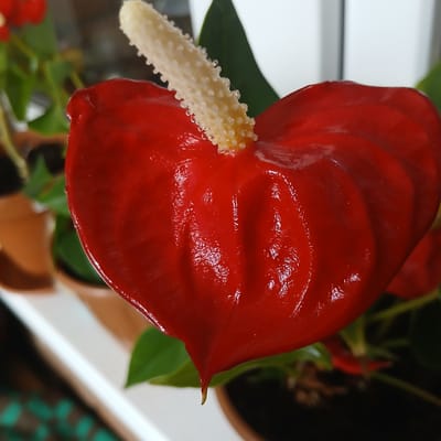 A close-up, high-angle shot shows a bright red anthurium flower with a pale yellow spadix. The spadix is covered in small, bead-like structures, some of which appear to be droplets of water. The flower's spathe is heart-shaped and has a glossy, reflective surface. In the background, blurred green leaves and terracotta pots are visible, suggesting the flower is part of a potted plant. The overall setting appears to be indoors, possibly on a windowsill, given the white elements in the background that could be window frames or blinds. The image is well-lit, highlighting the vibrant colors and textures of the flower. No specific location in Narva, Estonia, can be identified from the provided image.