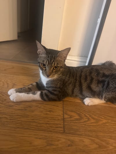 A tabby cat with white paws and chest is lying on a wooden floor. The cat is facing the camera with its head slightly turned to the right. Its eyes are open and yellow. The background is out of focus, showing a doorway and a wall. The scene appears to be indoors. The location is in Herzliya, Israel.
