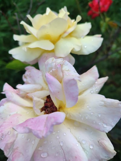The image shows two roses in the foreground, one above the other. The top rose is a pale yellow, and the bottom rose is a lighter shade with hints of pink. Both roses have water droplets on their petals. In the background, out of focus, there is a red flower and green foliage. The scene appears to be an outdoor garden setting. There is no discernible information about the city of Tuapse, Russia, or any specific location within it. The image focuses solely on the roses.