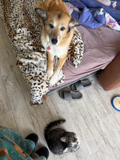 A dog is lying on a bed with a leopard-print blanket. Next to the bed, on the floor, is a pair of gray slippers. In front of the bed, on the wooden floor, a cat is lying down. The cat is looking up at the camera. The scene appears to be indoors, possibly a bedroom. The location is not specified.