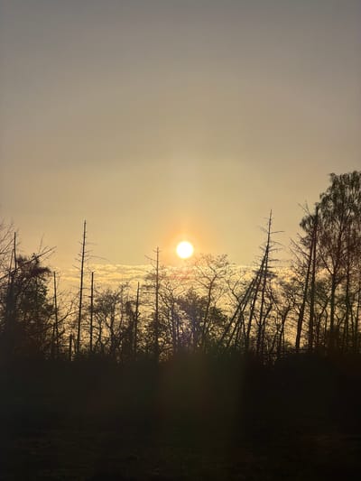 The image depicts a landscape with a low-angle view towards the sun, which appears as a bright, nearly central orb in the scene. Silhouetted trees and their bare branches dominate the foreground and partially obscure the sun. Some sparse clouds are also silhouetted around the sun. The sky is a pale, hazy yellow or orange, suggesting either sunrise or sunset. The lower portion of the scene is obscured by shadow, making it difficult to discern specific details about the ground or vegetation, but it appears to be a wooded area. There are no people visible. The provided information states that the image was taken in Schifflange, Luxembourg.