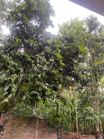 The image displays a lush outdoor scene dominated by dense green foliage under a bright, overcast sky. In the foreground and midground, multiple large trees with rich, dark green leaves fill the frame. Small, roundish, light brown fruits are visible among the leaves of these trees.
Towards the background, a thick stand of trees extends, with some tall, slender trunks visible, suggesting types like palm or betel nut trees. The sky, seen through gaps in the canopy and along the upper left edge, is a uniform bright white, indicating diffused light or an overcast day.
In the bottom right section, a weathered brick wall made of reddish-brown bricks is partially visible. Smaller, spiky green plants are nestled among the trees near this wall. A small portion of a building's roof or overhang is present in the top left corner. The scene depicts a vibrant natural environment, possibly a garden or rural landscape, characterized by abundant tropical or subtropical vegetation. No human activity or text is visible.