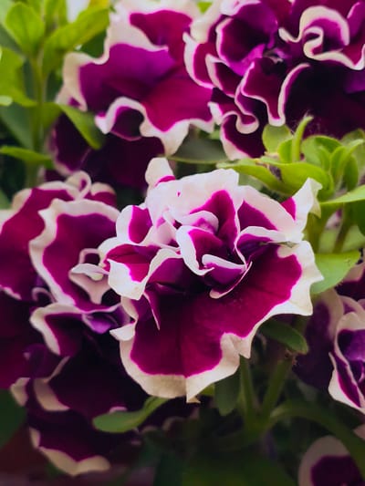 The image presents a close-up, high-angle view of multiple blooming petunia flowers. The dominant color scheme features deep magenta or royal purple petals distinctly edged with white, creating a bicolored, ruffled appearance. The petals exhibit significant crimping and layering, indicative of a double-flowered variety.

In the foreground and central area, one flower, slightly below the image center, is in sharp focus, showcasing its intricate petal structure and vibrant coloring. Other flowers, some partially obscured, are visible around it, particularly to the upper left and lower right, with varying degrees of focus.

Interspersed among the flowers are vivid green leaves and stems, visible along the left side, top, and right of the frame. Some leaves exhibit a slightly fuzzy texture. The lighting appears natural and even, highlighting the colors and textures of the flowers without casting harsh shadows.

No human figures, animals, or man-made objects are present. The immediate environment consists solely of the plant itself. The image provides no discernible visual cues, landmarks, or contextual information to confirm or suggest its location in the city of Kratovo, Russia.