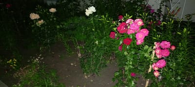 The image depicts a garden at night, likely in Kirsanov, Russia, with a focus on various types of blooming roses. The roses display a range of colors including light pink, white, and deep red, with some exhibiting a bi-color effect of pink and yellow. Several lily buds are also visible among the roses. The overall scene is lush with greenery, and the ground appears to be a mix of soil and fallen petals or leaves. There are no people or animals present in the image. The lighting suggests it was taken with artificial light at night.