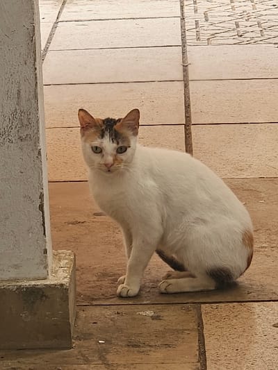 A domestic short-haired cat with a predominantly white coat and tortoiseshell markings is depicted sitting on a paved surface. The cat displays patches of orange/light brown and dark brown/black fur on its head, particularly near the ears and partially over the left eye, and similar markings on its tail. Its eyes are light green. The animal is seated upright, facing slightly towards the viewer, with its front paws together and hind legs tucked. To the left, a light-colored rectangular concrete pillar with a darker, weathered base stands vertically. The ground consists of large, rectangular light brown and beige paving slabs, which show some discoloration and wear. The scene is located in the city of Salé, Morocco.