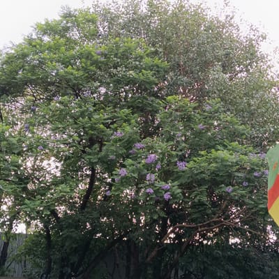 The image depicts a tree, potentially a Jacaranda, with purple flowers in bloom in Bengaluru, India. The tree has dense green foliage and is partially backlit by the sun, causing a glow through the leaves. Another tree with different, rounder leaves is behind the Jacaranda. In the foreground, there are branches and leaves with sunlight shining through the gaps. In the lower left, a building or wall is visible. Part of what appears to be a flag with red, yellow, and green stripes is on the right side of the image.