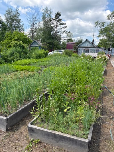 The image depicts a lush, overgrown garden with raised wooden beds filled with a variety of vegetables and plants. In the foreground, several raised beds are visible, one containing tall green onions and another with dill and small pink flowers. Beyond these, rows of carrots and other leafy greens stretch into the background.

Behind the garden, a weathered, light blue wooden house with a red roof is partially obscured by trees and vegetation. A white car is parked to the left of the house. Another smaller blue building with a brown roof is visible further back. The sky is partly cloudy, with a mix of blue sky and white cumulus clouds. The overall impression is one of a well-established, perhaps slightly wild, rural garden setting. This scene is likely located in a dacha (summer house) area on the outskirts of Khabarovsk, Russia, given the typical architecture and garden style associated with such properties in the region.